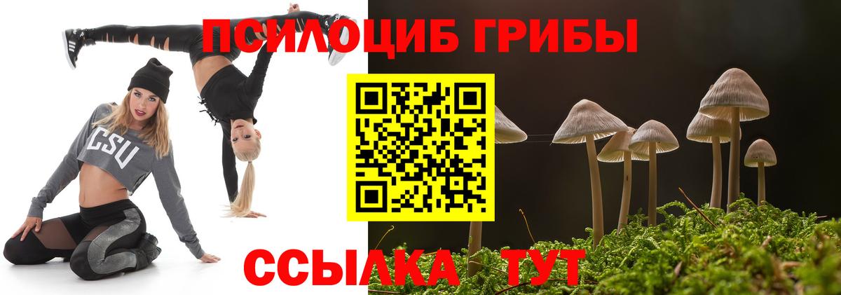 Галлюциногенные грибы Psilocybe Шатура